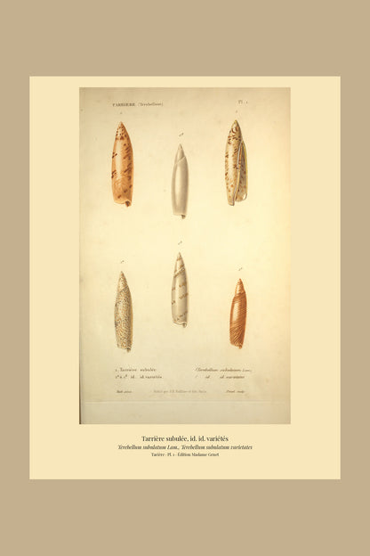Terebellum subulatum and Terebellum subulatum varietates — Tarrière subulée and id. id. variétés, hand-engraved plate 1 from Kiener, Coquilles vivantes, Paris.