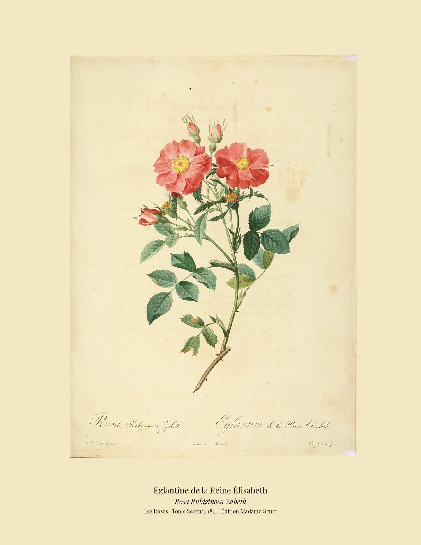 Rosa Rubiginosa Zabeth — Églantine de la Reine Élisabeth, hand-coloured stipple engraving after Redouté, engraved by Langlois, Les Roses, Paris 1821.