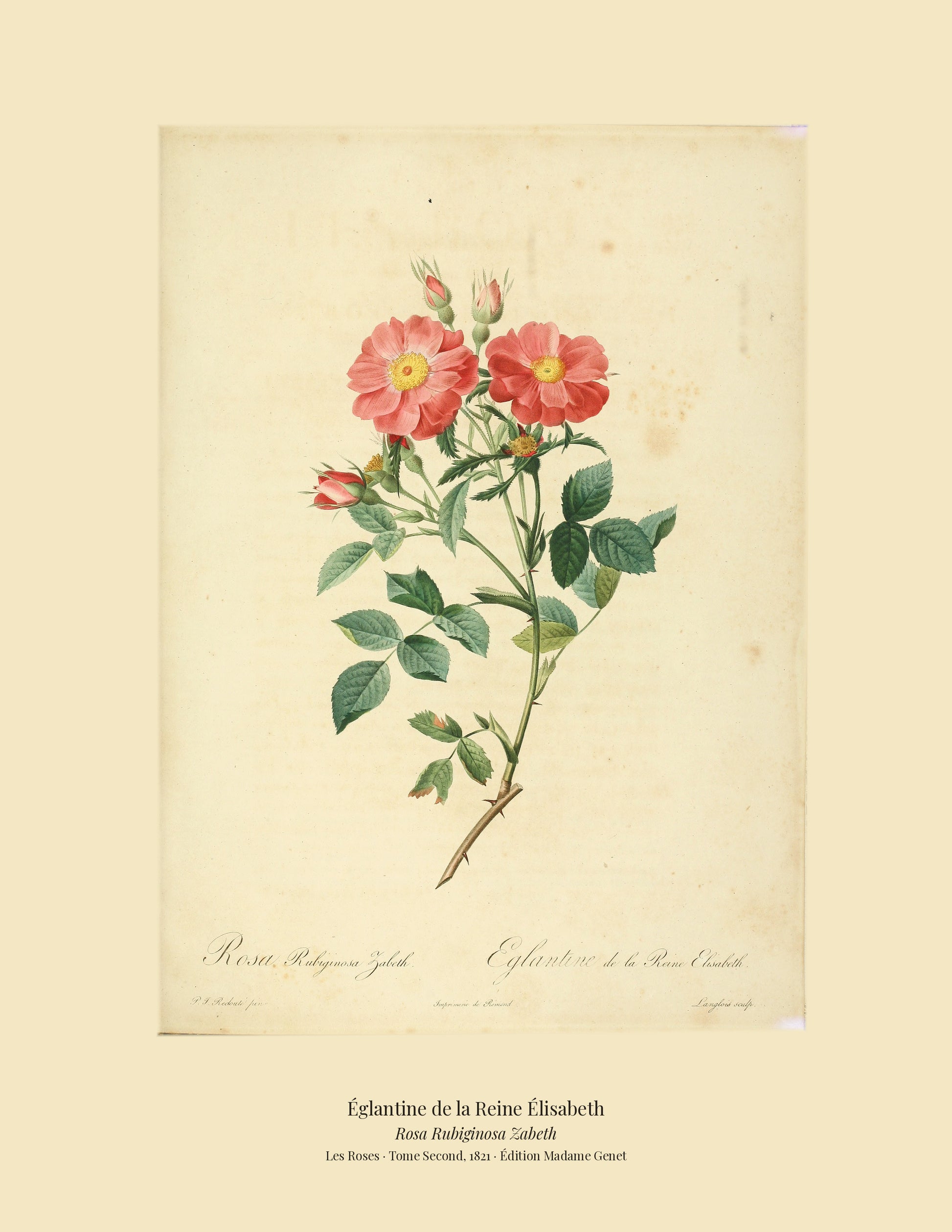 Rosa Rubiginosa Zabeth — Églantine de la Reine Élisabeth, hand-coloured stipple engraving after Redouté, engraved by Langlois, Les Roses, Paris 1821.