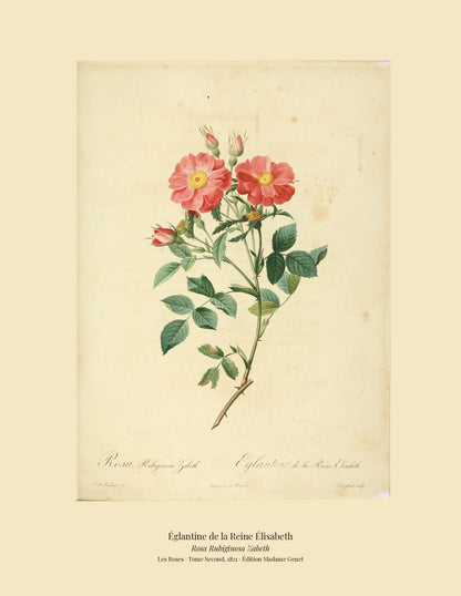 Rosa Rubiginosa Zabeth — Églantine de la Reine Élisabeth, hand-coloured stipple engraving after Redouté, engraved by Langlois, Les Roses, Paris 1821.