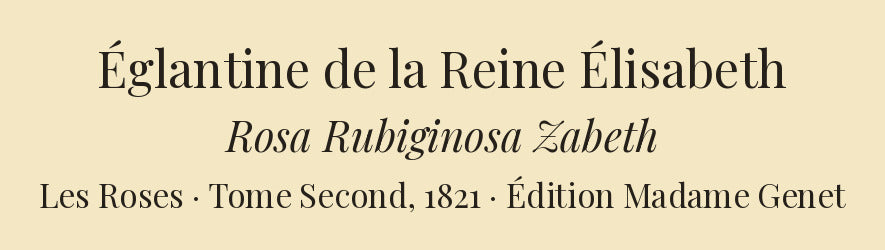 Rosa Rubiginosa Zabeth — Églantine de la Reine Élisabeth, hand-coloured stipple engraving after Redouté, engraved by Langlois, Les Roses, Paris 1821.