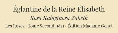 Rosa Rubiginosa Zabeth — Églantine de la Reine Élisabeth, hand-coloured stipple engraving after Redouté, engraved by Langlois, Les Roses, Paris 1821.