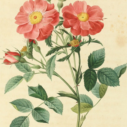 Rosa Rubiginosa Zabeth — Églantine de la Reine Élisabeth, hand-coloured stipple engraving after Redouté, engraved by Langlois, Les Roses, Paris 1821.