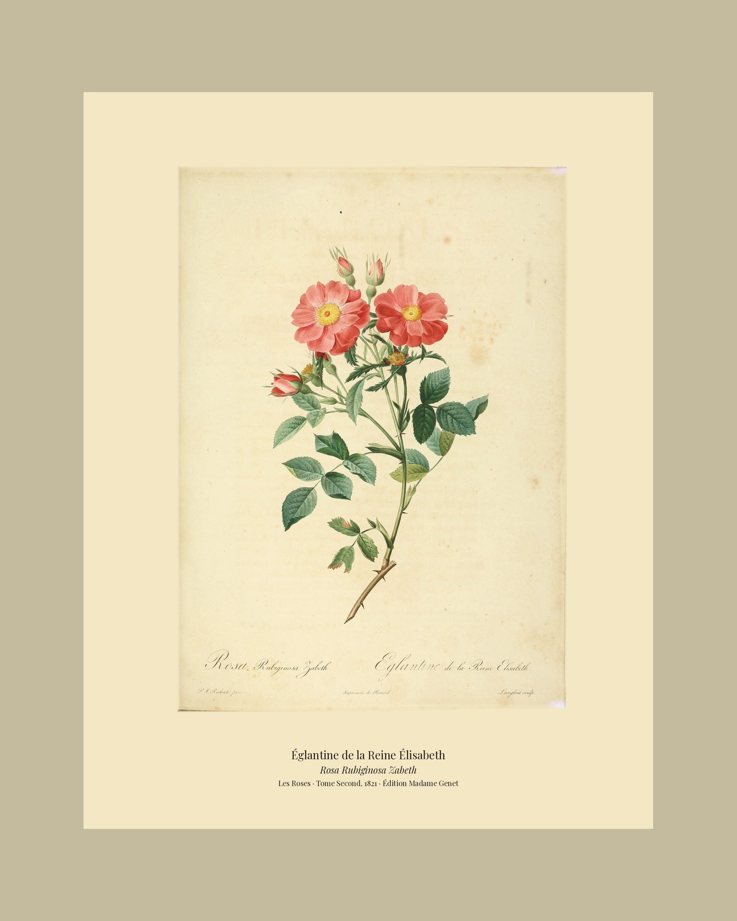 Rosa Rubiginosa Zabeth — Églantine de la Reine Élisabeth, hand-coloured stipple engraving after Redouté, engraved by Langlois, Les Roses, Paris 1821.