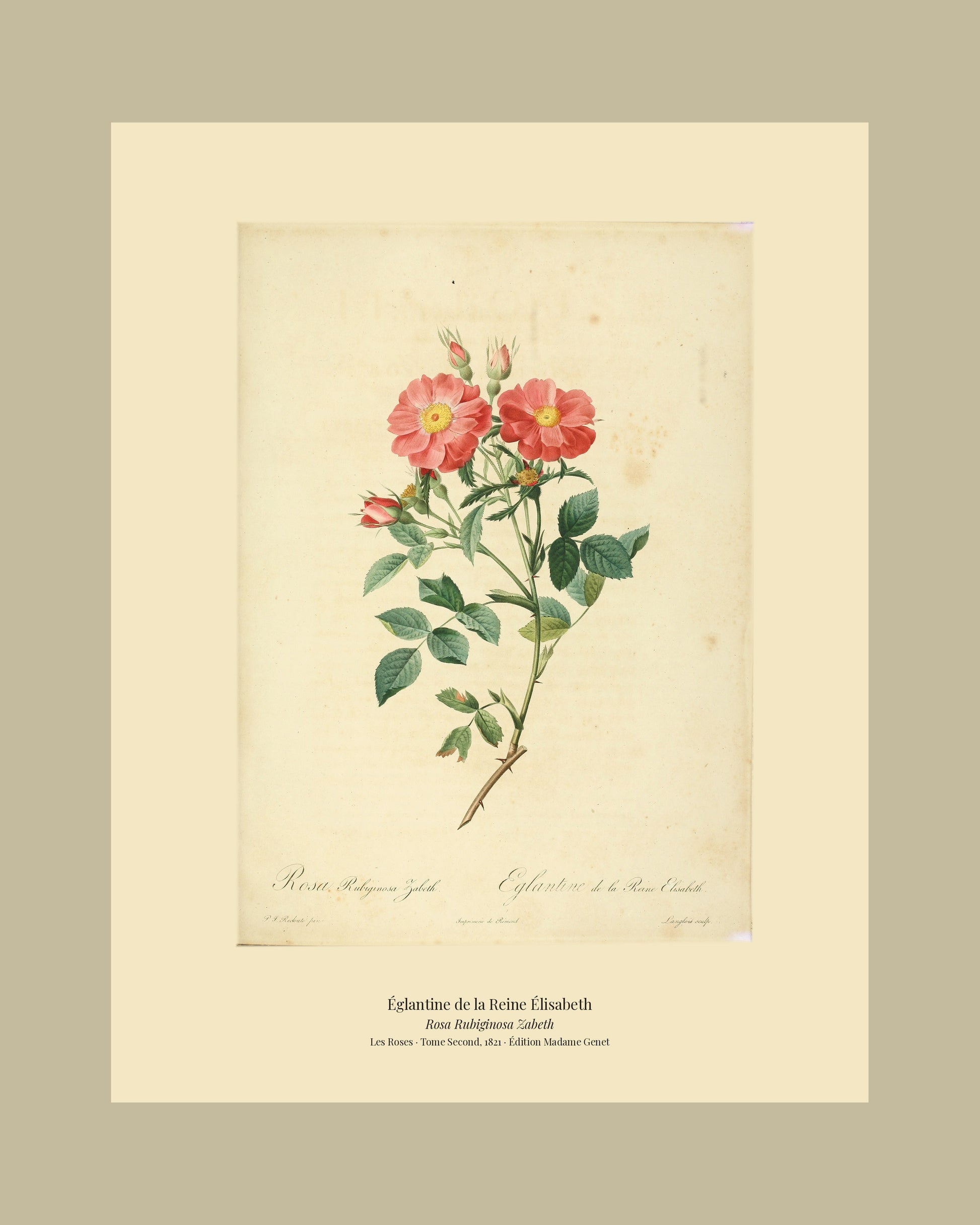 Rosa Rubiginosa Zabeth — Églantine de la Reine Élisabeth, hand-coloured stipple engraving after Redouté, engraved by Langlois, Les Roses, Paris 1821.