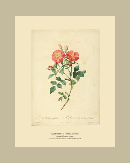 Rosa Rubiginosa Zabeth — Églantine de la Reine Élisabeth, hand-coloured stipple engraving after Redouté, engraved by Langlois, Les Roses, Paris 1821.