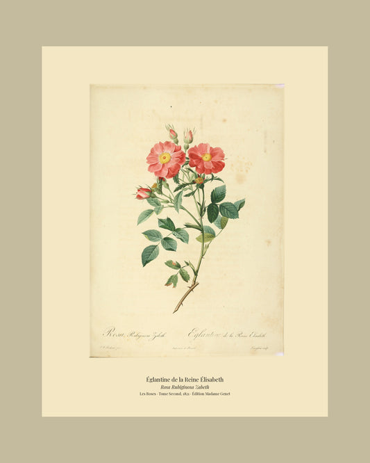 Rosa Rubiginosa Zabeth — Églantine de la Reine Élisabeth, hand-coloured stipple engraving after Redouté, engraved by Langlois, Les Roses, Paris 1821.