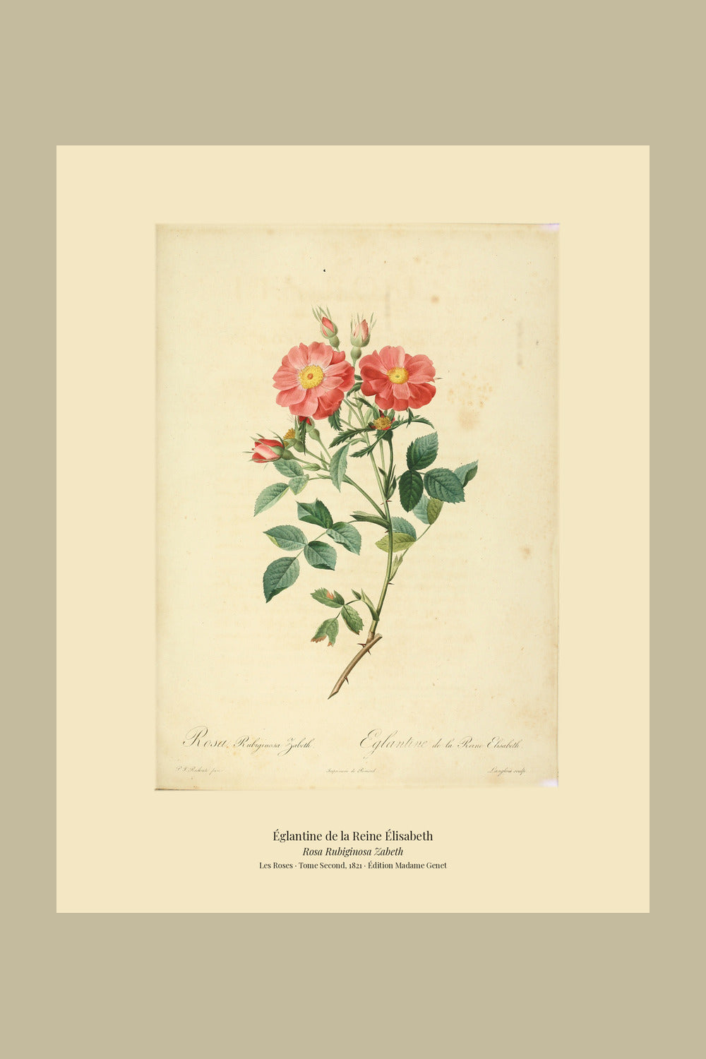 Rosa Rubiginosa Zabeth — Églantine de la Reine Élisabeth, hand-coloured stipple engraving after Redouté, engraved by Langlois, Les Roses, Paris 1821.