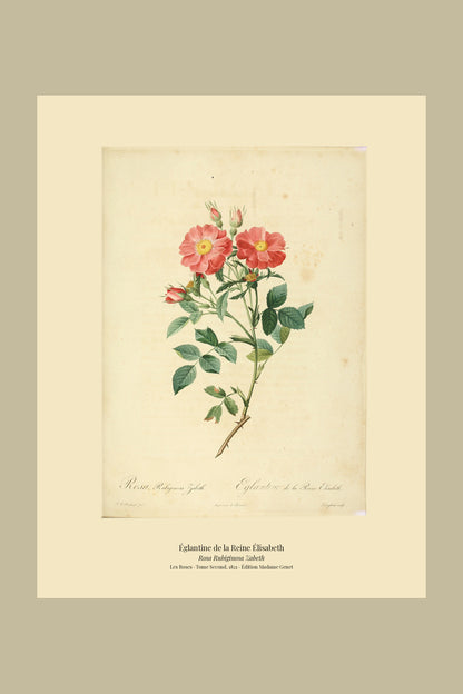 Rosa Rubiginosa Zabeth — Églantine de la Reine Élisabeth, hand-coloured stipple engraving after Redouté, engraved by Langlois, Les Roses, Paris 1821.