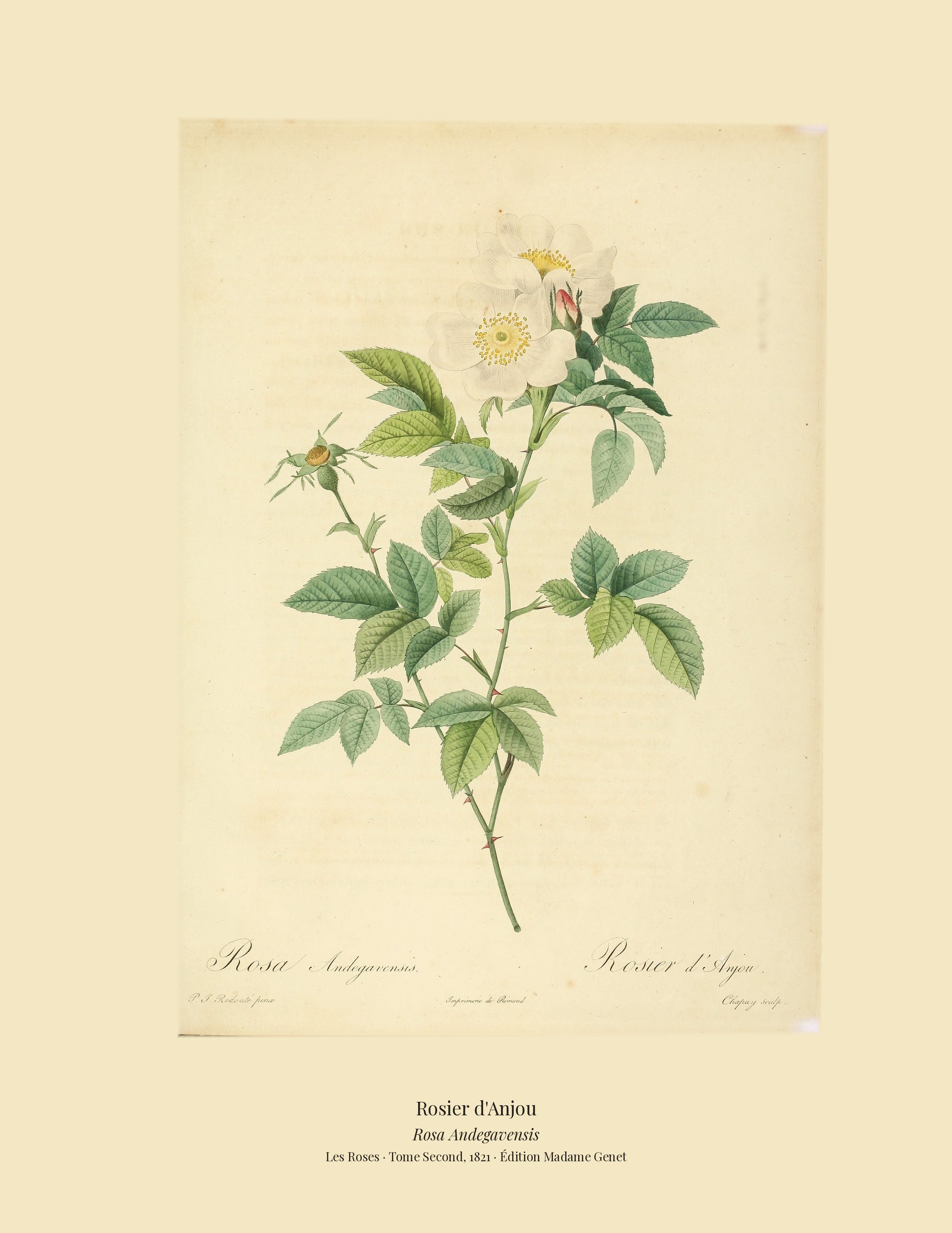 Rosa Andegavensis — Rosier d'Anjou, hand-coloured stipple engraving after Redouté, engraved by Chapuy, Les Roses, Paris 1821.