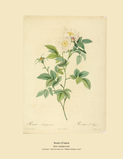 Rosa Andegavensis — Rosier d'Anjou, hand-coloured stipple engraving after Redouté, engraved by Chapuy, Les Roses, Paris 1821.