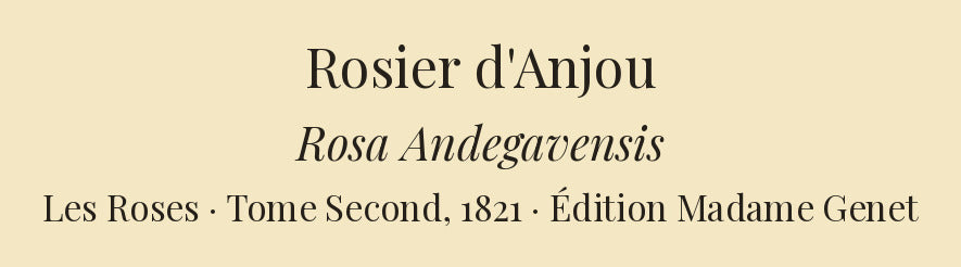 Rosa Andegavensis — Rosier d'Anjou, hand-coloured stipple engraving after Redouté, engraved by Chapuy, Les Roses, Paris 1821.