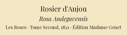 Rosa Andegavensis — Rosier d'Anjou, hand-coloured stipple engraving after Redouté, engraved by Chapuy, Les Roses, Paris 1821.