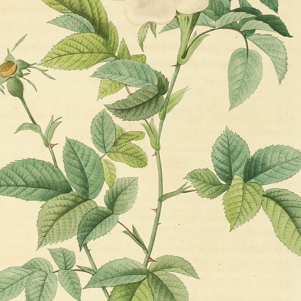 Rosa Andegavensis — Rosier d'Anjou, hand-coloured stipple engraving after Redouté, engraved by Chapuy, Les Roses, Paris 1821.