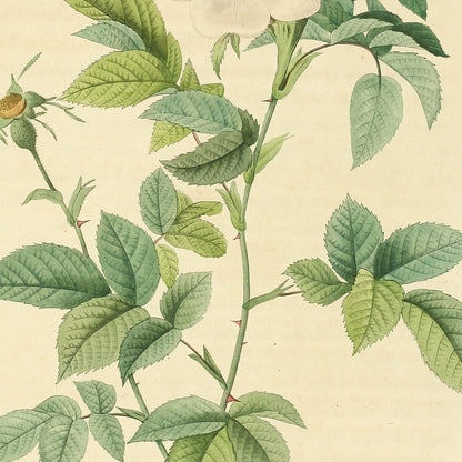 Rosa Andegavensis — Rosier d'Anjou, hand-coloured stipple engraving after Redouté, engraved by Chapuy, Les Roses, Paris 1821.