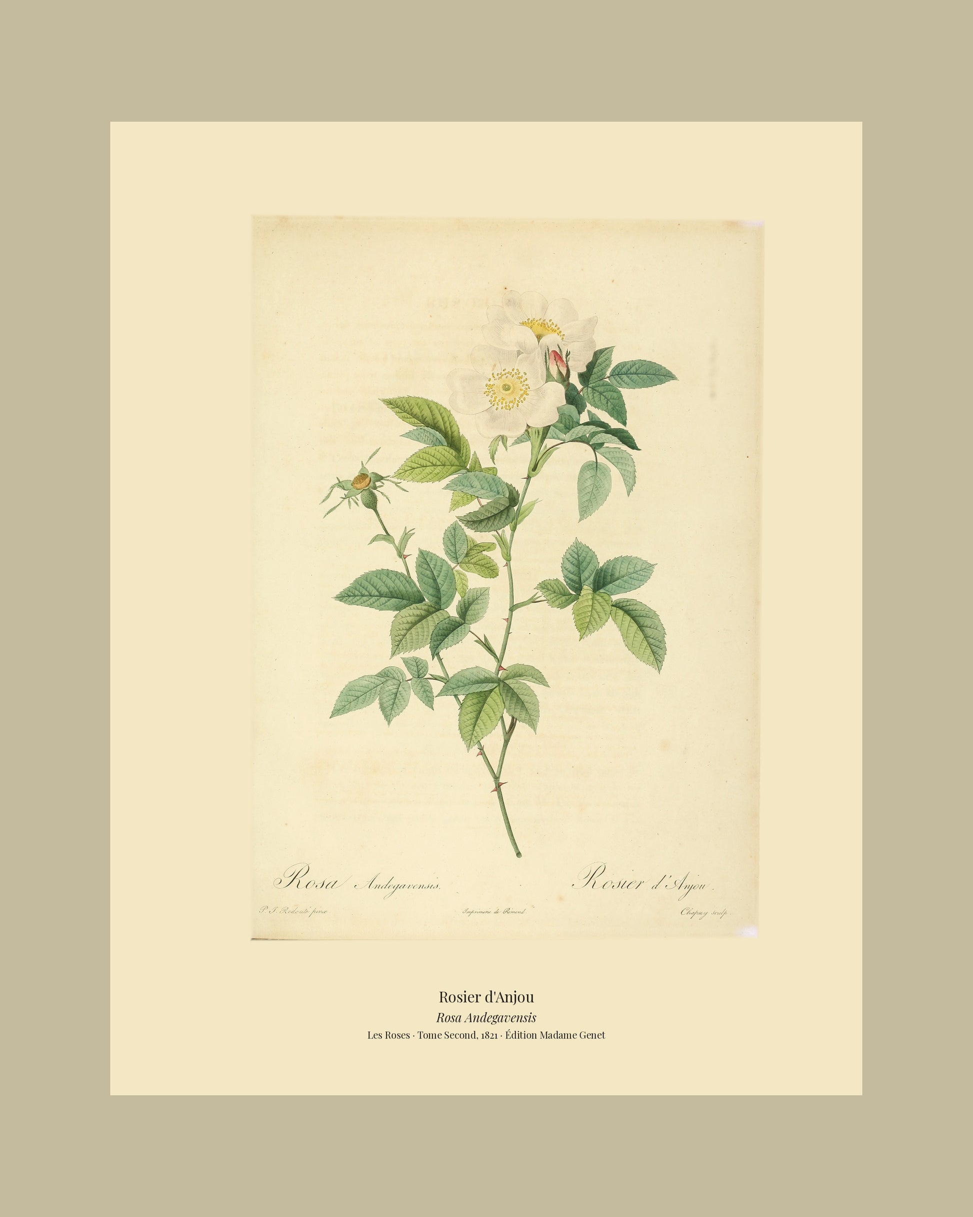 Rosa Andegavensis — Rosier d'Anjou, hand-coloured stipple engraving after Redouté, engraved by Chapuy, Les Roses, Paris 1821.