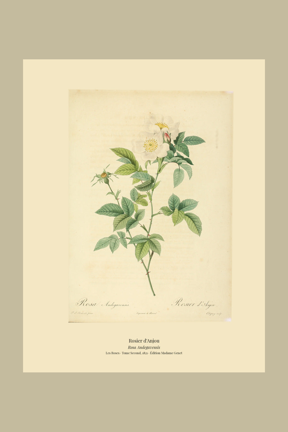 Rosa Andegavensis — Rosier d'Anjou, hand-coloured stipple engraving after Redouté, engraved by Chapuy, Les Roses, Paris 1821.
