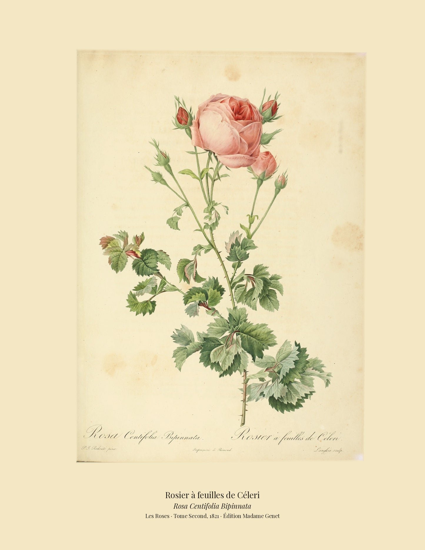 Rosa Centifolia Bipinnata — Rosier à feuilles de Céleri, hand-coloured stipple engraving after Redouté, engraved by Langlois, Les Roses, Paris 1821.