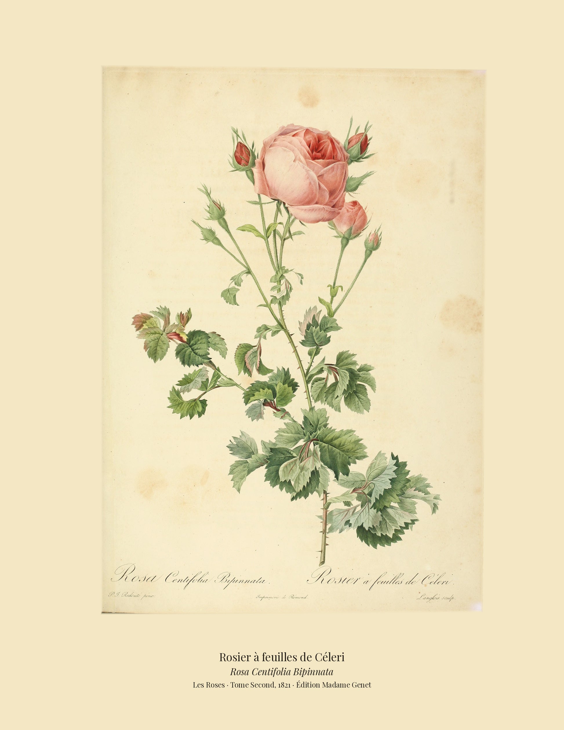 Rosa Centifolia Bipinnata — Rosier à feuilles de Céleri, hand-coloured stipple engraving after Redouté, engraved by Langlois, Les Roses, Paris 1821.