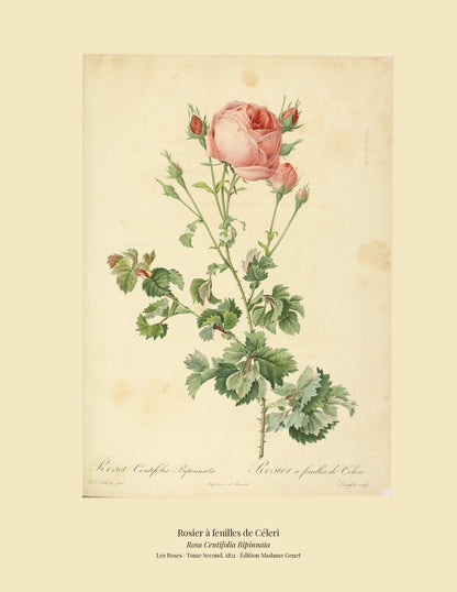 Rosa Centifolia Bipinnata — Rosier à feuilles de Céleri, hand-coloured stipple engraving after Redouté, engraved by Langlois, Les Roses, Paris 1821.
