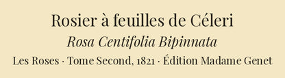 Rosa Centifolia Bipinnata — Rosier à feuilles de Céleri, hand-coloured stipple engraving after Redouté, engraved by Langlois, Les Roses, Paris 1821.