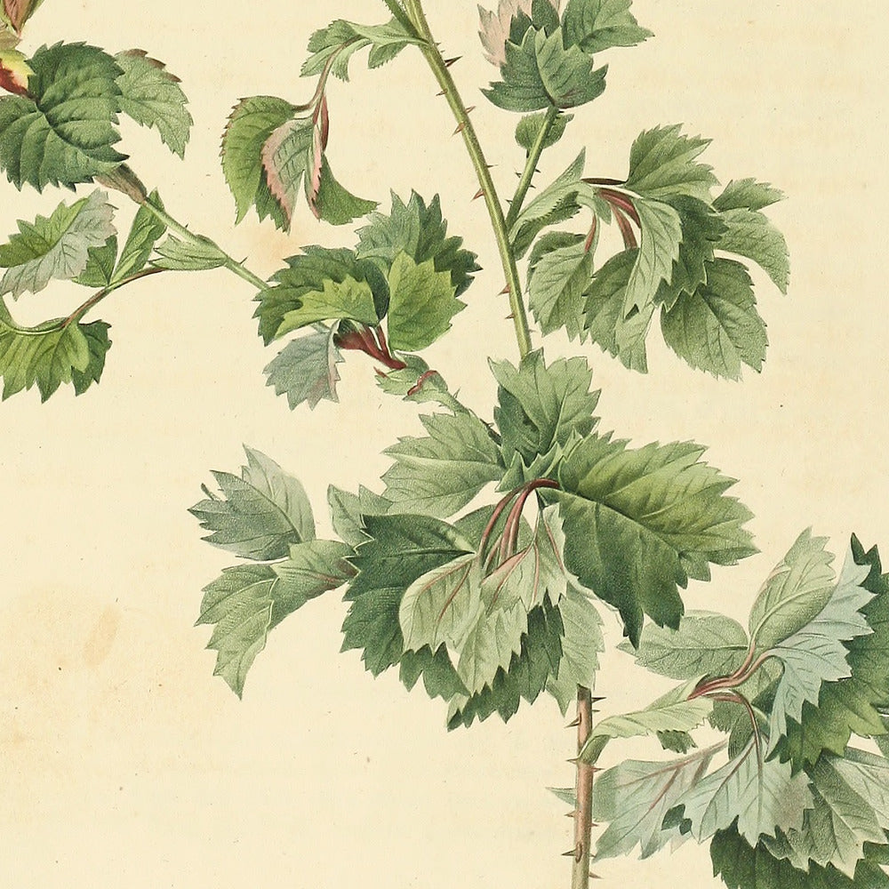 Rosa Centifolia Bipinnata — Rosier à feuilles de Céleri, hand-coloured stipple engraving after Redouté, engraved by Langlois, Les Roses, Paris 1821.