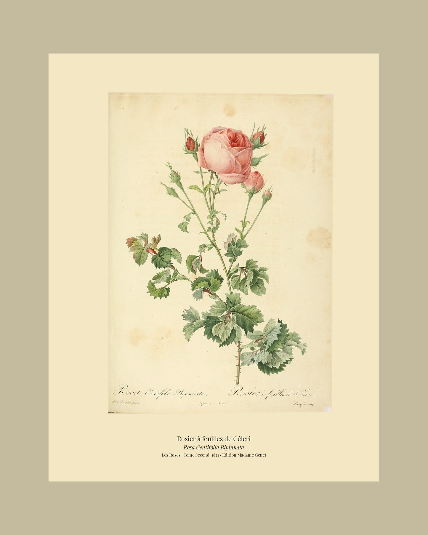 Rosa Centifolia Bipinnata — Rosier à feuilles de Céleri, hand-coloured stipple engraving after Redouté, engraved by Langlois, Les Roses, Paris 1821.