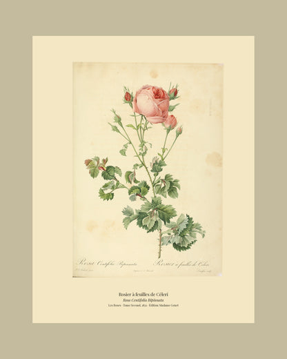 Rosa Centifolia Bipinnata — Rosier à feuilles de Céleri, hand-coloured stipple engraving after Redouté, engraved by Langlois, Les Roses, Paris 1821.
