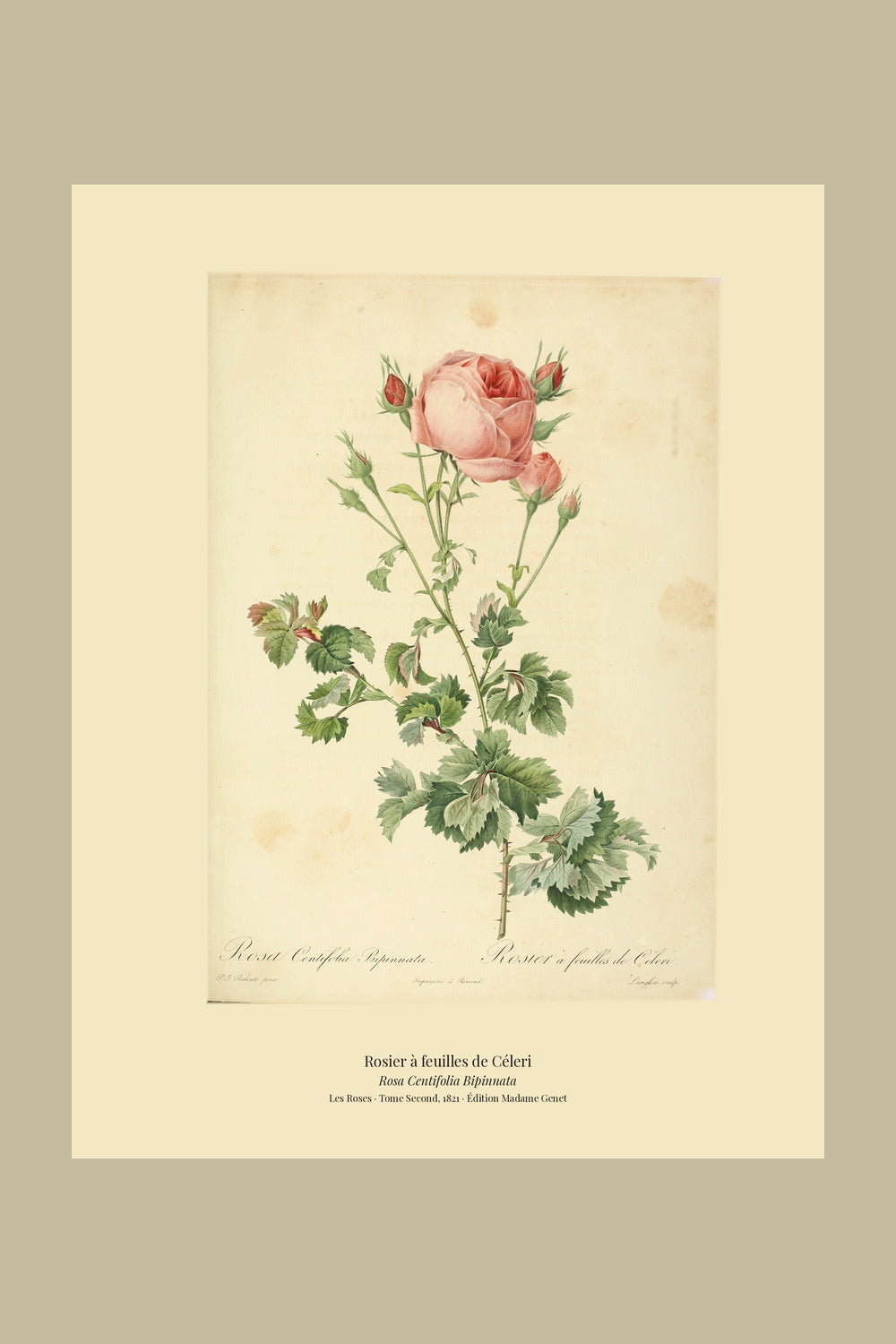 Rosa Centifolia Bipinnata — Rosier à feuilles de Céleri, hand-coloured stipple engraving after Redouté, engraved by Langlois, Les Roses, Paris 1821.