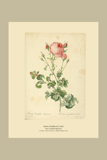 Rosa Centifolia Bipinnata — Rosier à feuilles de Céleri, hand-coloured stipple engraving after Redouté, engraved by Langlois, Les Roses, Paris 1821.