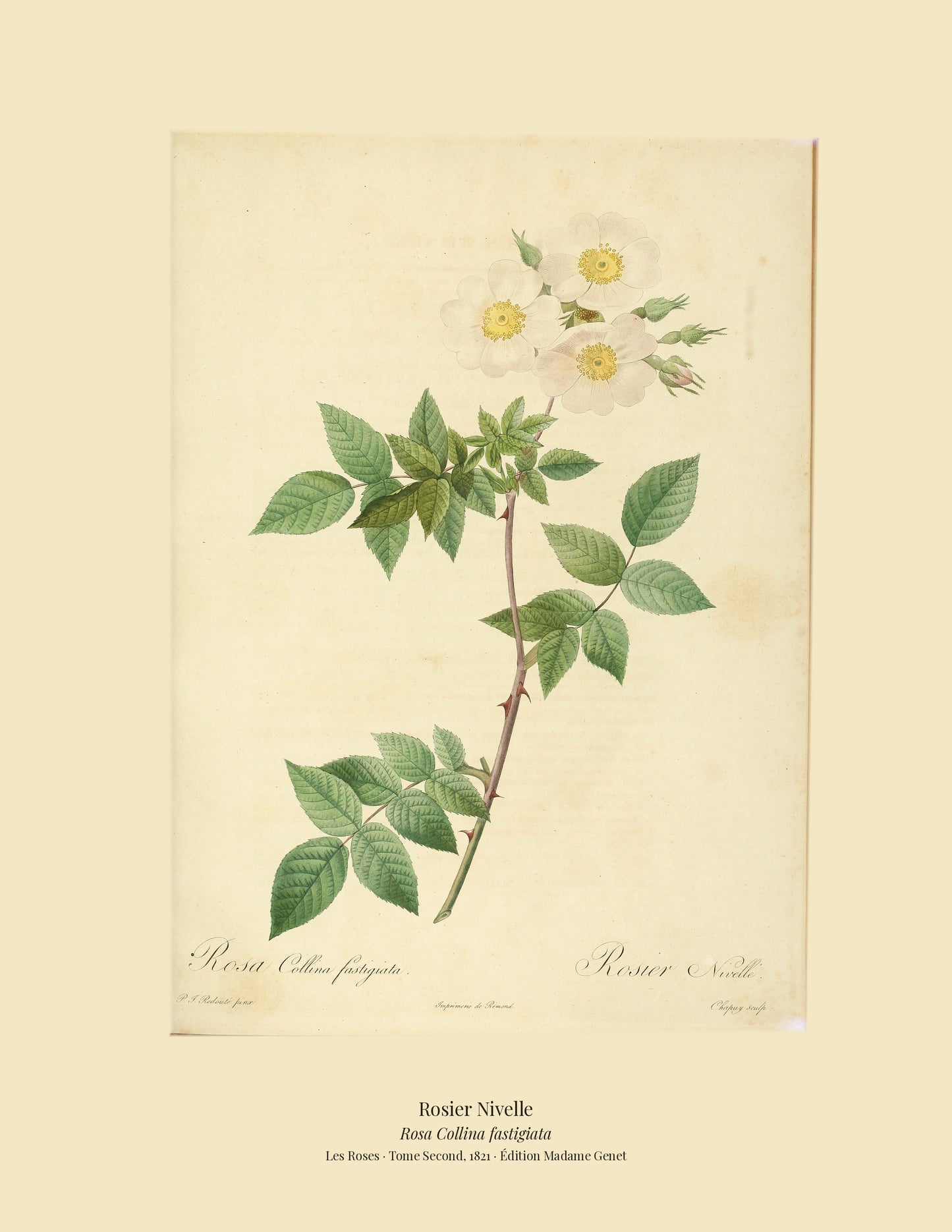 Rosa Collina fastigiata — Rosier Nivelle, hand-coloured stipple engraving after Redouté, engraved by Chapuy, Les Roses, Paris 1821.