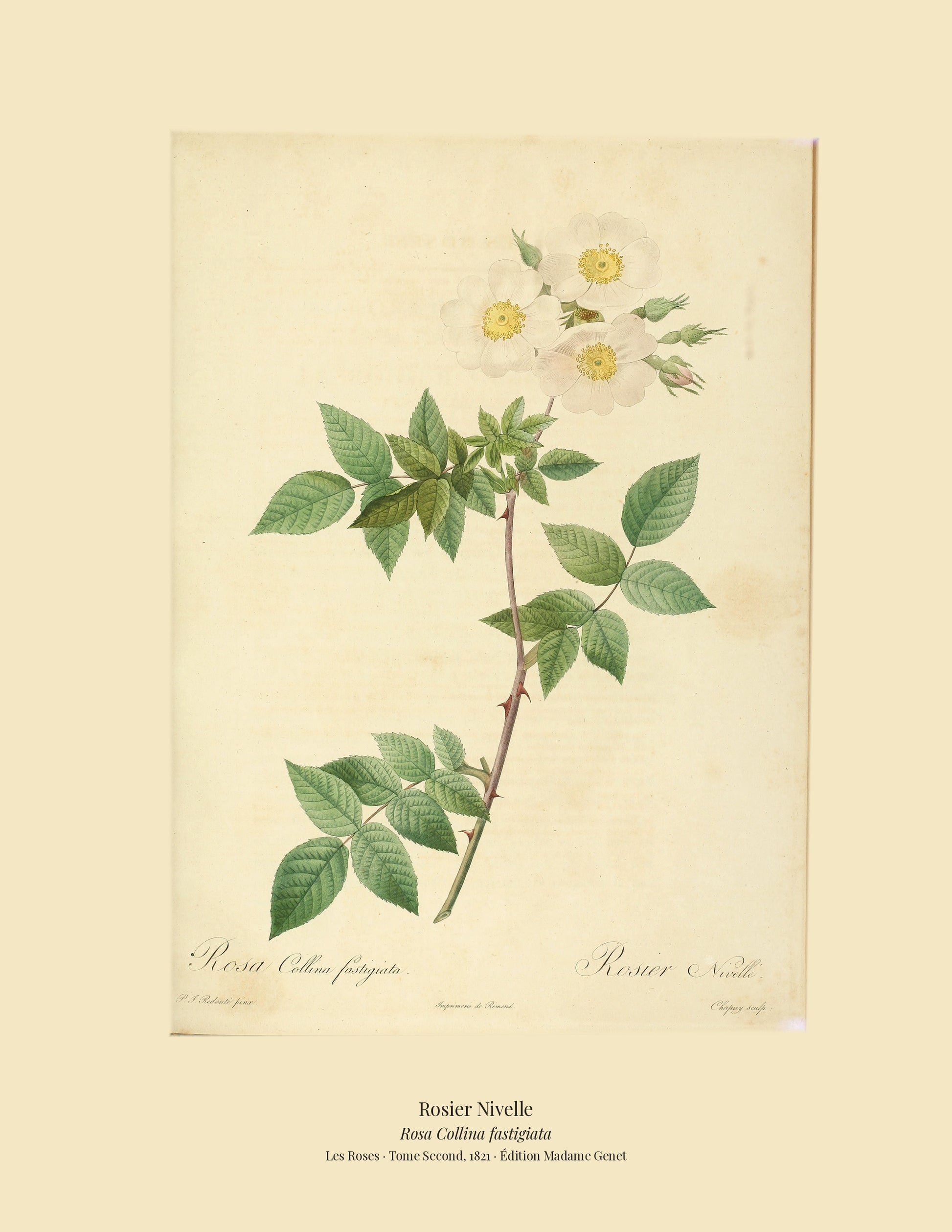 Rosa Collina fastigiata — Rosier Nivelle, hand-coloured stipple engraving after Redouté, engraved by Chapuy, Les Roses, Paris 1821.