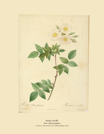 Rosa Collina fastigiata — Rosier Nivelle, hand-coloured stipple engraving after Redouté, engraved by Chapuy, Les Roses, Paris 1821.