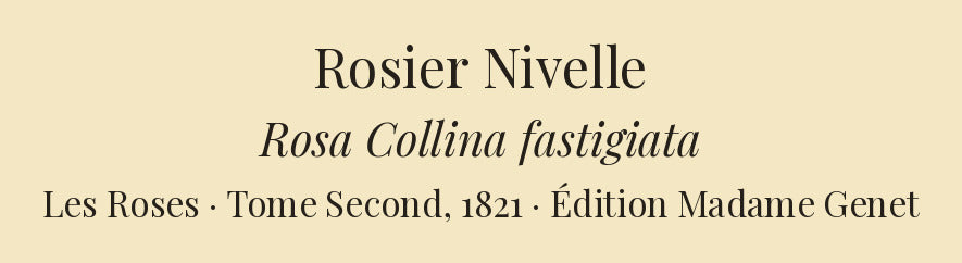 Rosa Collina fastigiata — Rosier Nivelle, hand-coloured stipple engraving after Redouté, engraved by Chapuy, Les Roses, Paris 1821.