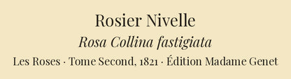 Rosa Collina fastigiata — Rosier Nivelle, hand-coloured stipple engraving after Redouté, engraved by Chapuy, Les Roses, Paris 1821.