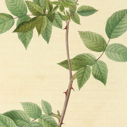 Rosa Collina fastigiata — Rosier Nivelle, hand-coloured stipple engraving after Redouté, engraved by Chapuy, Les Roses, Paris 1821.