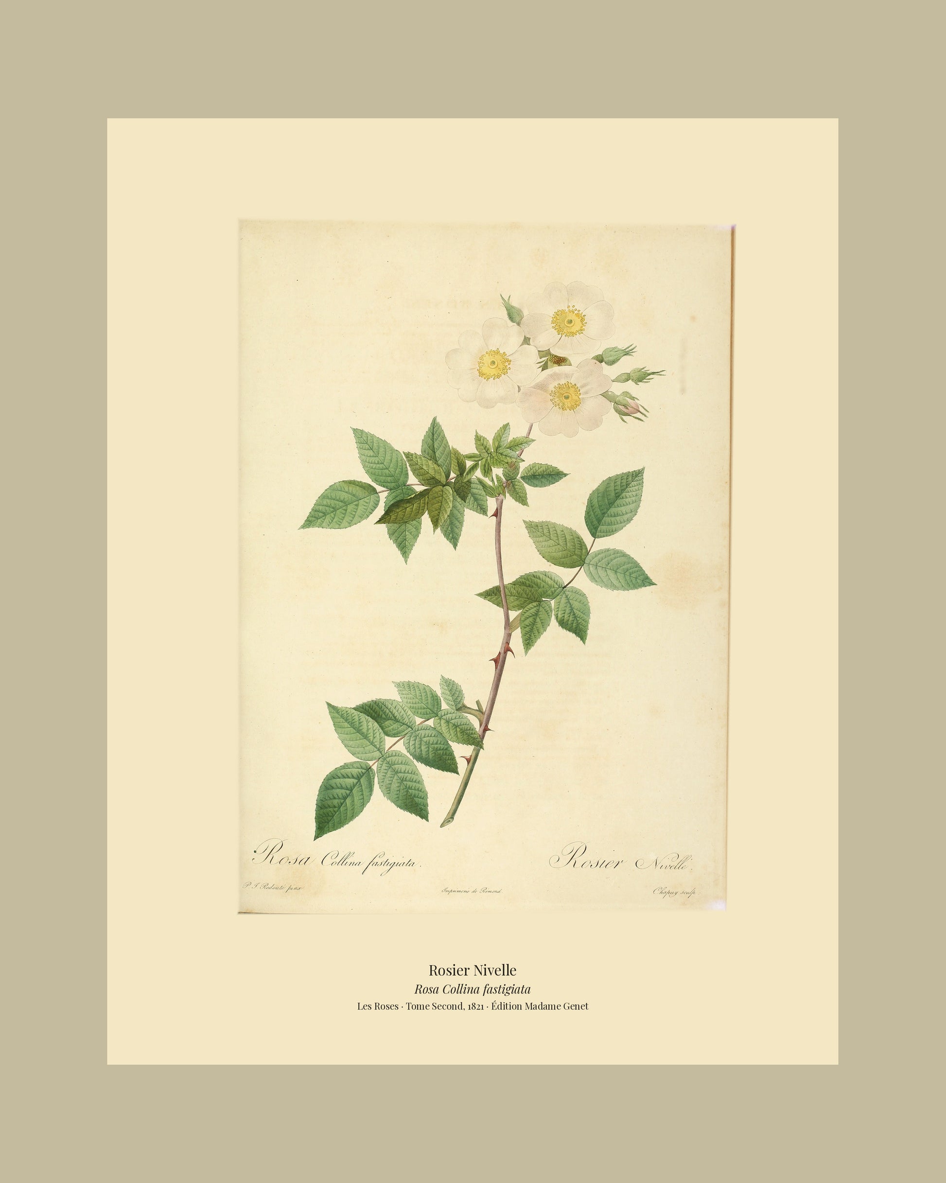 Rosa Collina fastigiata — Rosier Nivelle, hand-coloured stipple engraving after Redouté, engraved by Chapuy, Les Roses, Paris 1821.