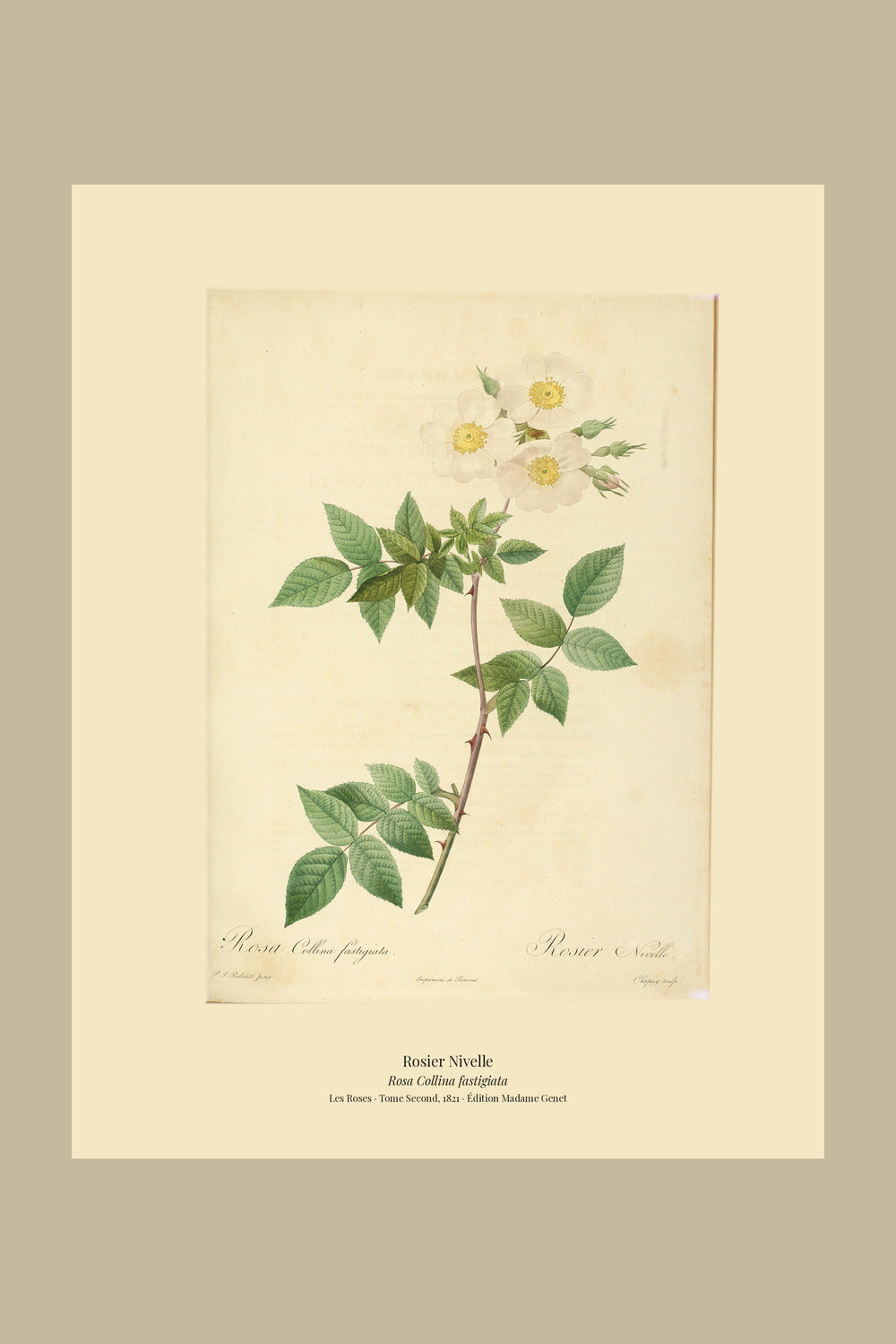 Rosa Collina fastigiata — Rosier Nivelle, hand-coloured stipple engraving after Redouté, engraved by Chapuy, Les Roses, Paris 1821.