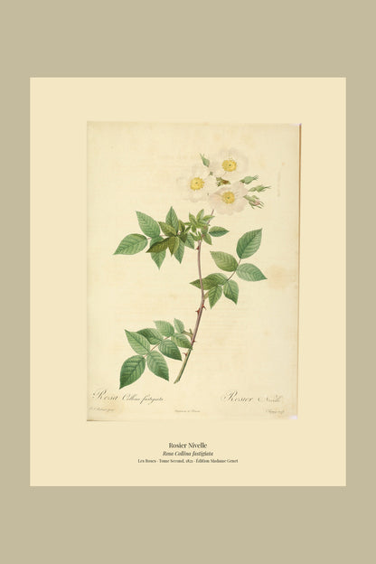 Rosa Collina fastigiata — Rosier Nivelle, hand-coloured stipple engraving after Redouté, engraved by Chapuy, Les Roses, Paris 1821.