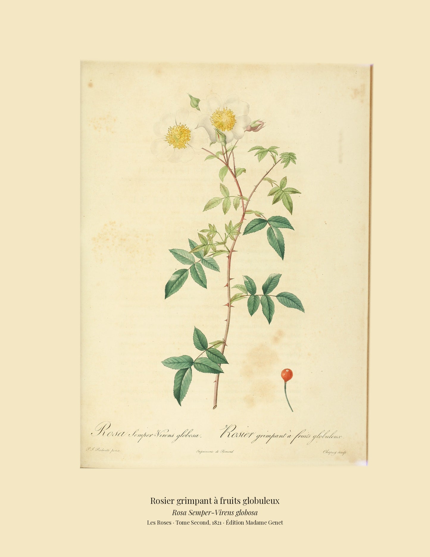 Rosa Semper-Virens globosa — Rosier grimpant à fruits globuleux, hand-coloured stipple engraving after Redouté, engraved by Chapuy, Les Roses, Paris 1821.
