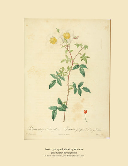 Rosa Semper-Virens globosa — Rosier grimpant à fruits globuleux, hand-coloured stipple engraving after Redouté, engraved by Chapuy, Les Roses, Paris 1821.