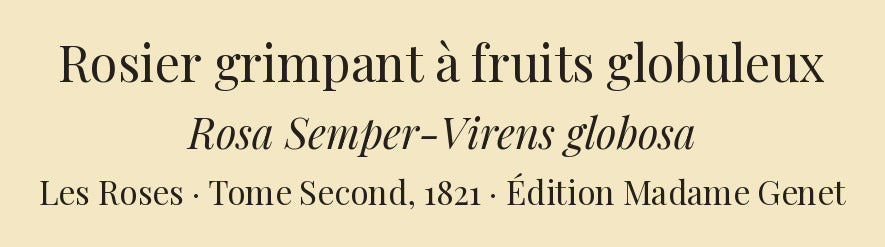 Rosa Semper-Virens globosa — Rosier grimpant à fruits globuleux, hand-coloured stipple engraving after Redouté, engraved by Chapuy, Les Roses, Paris 1821.