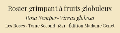 Rosa Semper-Virens globosa — Rosier grimpant à fruits globuleux, hand-coloured stipple engraving after Redouté, engraved by Chapuy, Les Roses, Paris 1821.