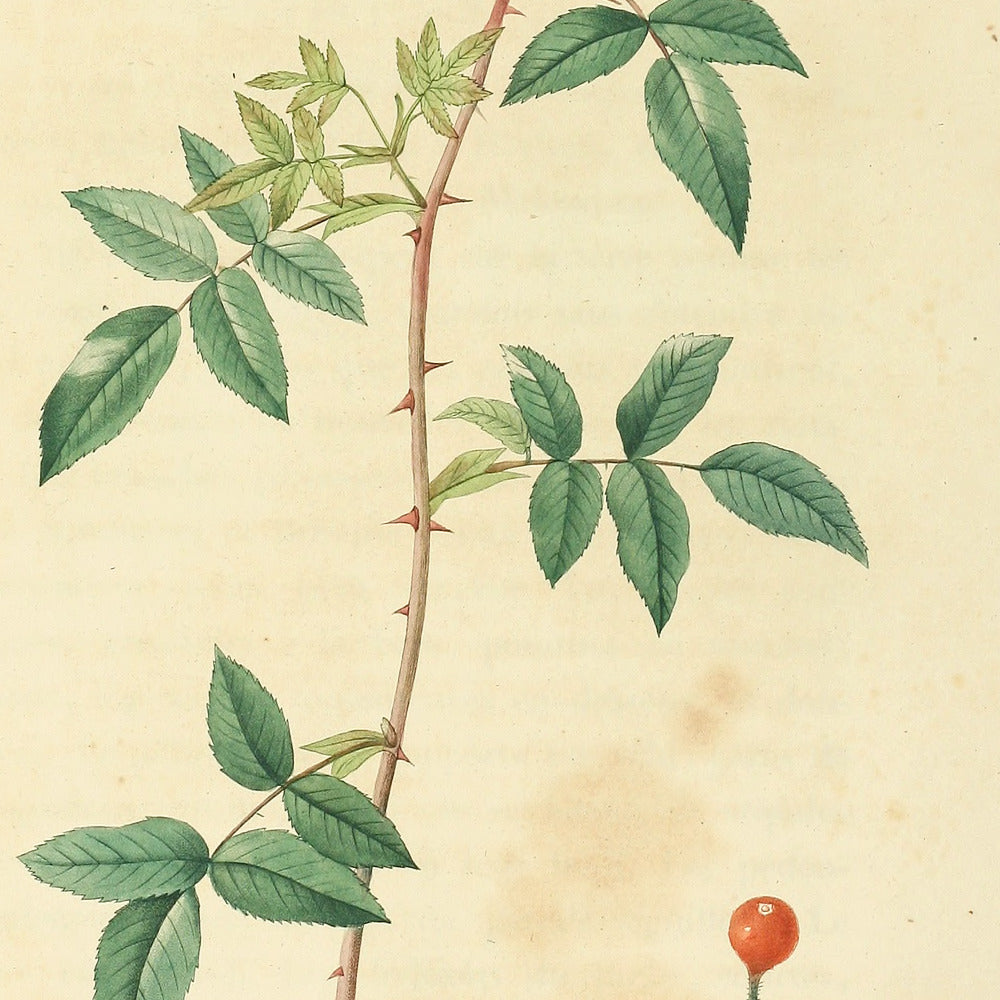 Rosa Semper-Virens globosa — Rosier grimpant à fruits globuleux, hand-coloured stipple engraving after Redouté, engraved by Chapuy, Les Roses, Paris 1821.