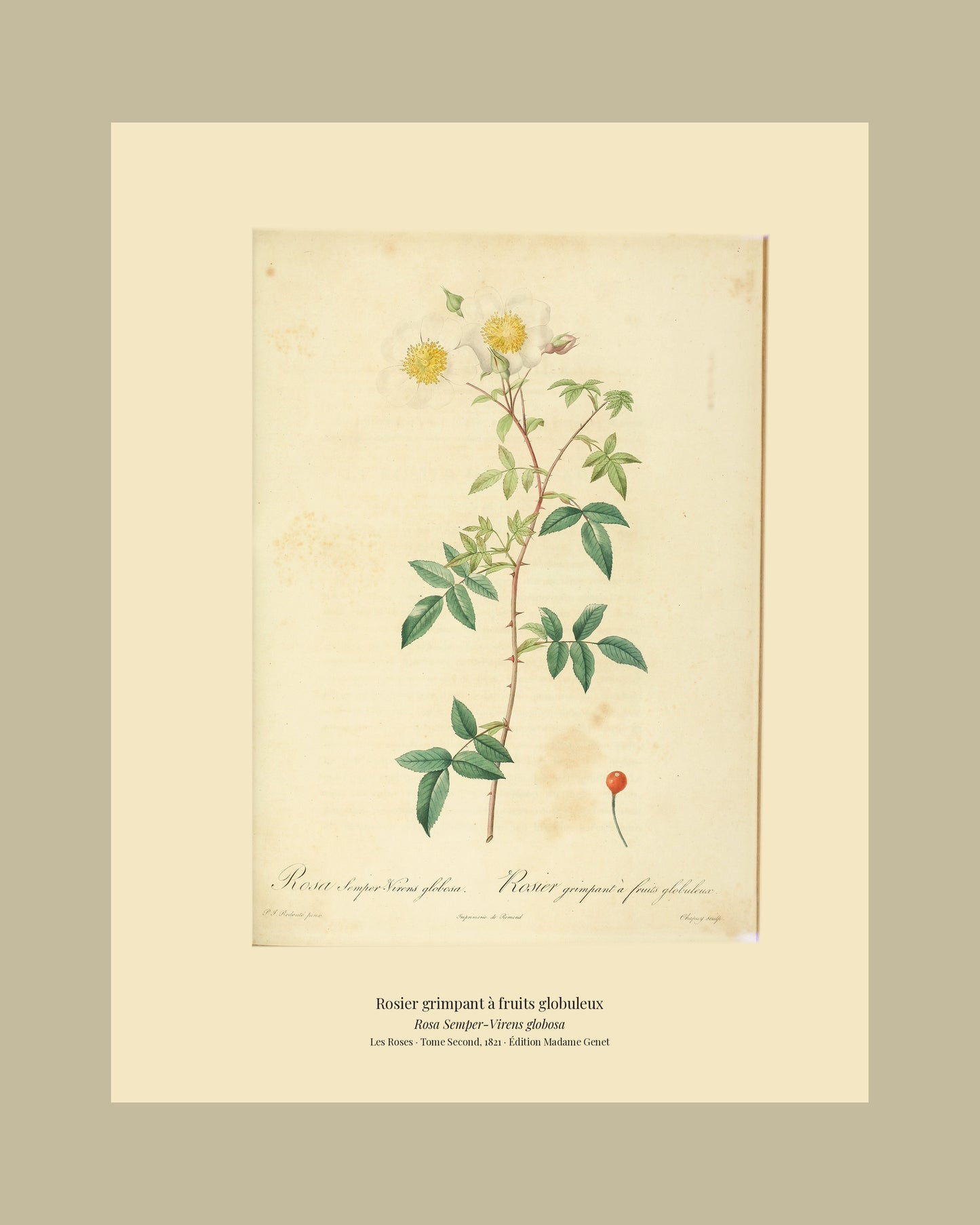 Rosa Semper-Virens globosa — Rosier grimpant à fruits globuleux, hand-coloured stipple engraving after Redouté, engraved by Chapuy, Les Roses, Paris 1821.