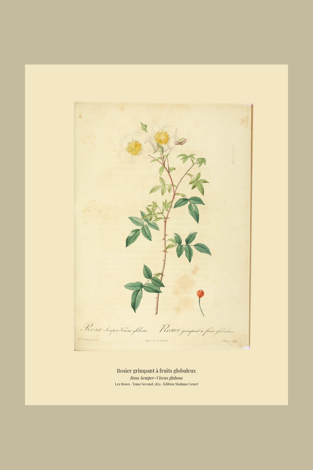 Rosa Semper-Virens globosa — Rosier grimpant à fruits globuleux, hand-coloured stipple engraving after Redouté, engraved by Chapuy, Les Roses, Paris 1821.