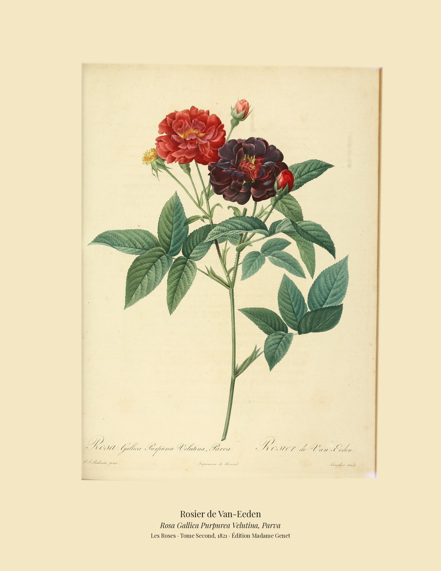 Rosa Gallica Purpurea Velutina, Parva — Rosier de Van-Eeden, hand-coloured stipple engraving after Redouté, engraved by Langlois, Les Roses, Paris 1821.