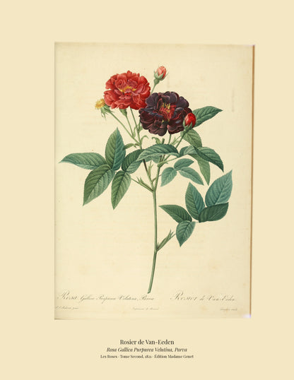 Rosa Gallica Purpurea Velutina, Parva — Rosier de Van-Eeden, hand-coloured stipple engraving after Redouté, engraved by Langlois, Les Roses, Paris 1821.