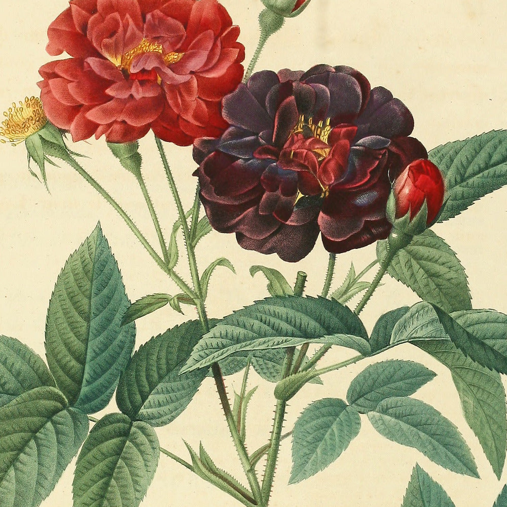 Rosa Gallica Purpurea Velutina, Parva — Rosier de Van-Eeden, hand-coloured stipple engraving after Redouté, engraved by Langlois, Les Roses, Paris 1821.
