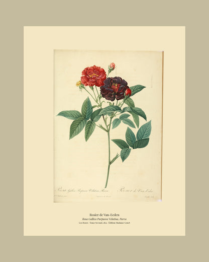 Rosa Gallica Purpurea Velutina, Parva — Rosier de Van-Eeden, hand-coloured stipple engraving after Redouté, engraved by Langlois, Les Roses, Paris 1821.